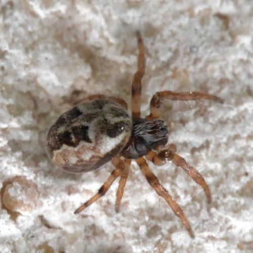 Larinioides cornutus